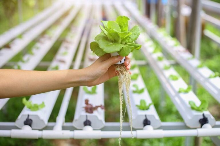 Cultivating a Green Oasis: Your Comprehensive Guide to Growing Organic Herbs Hydroponically