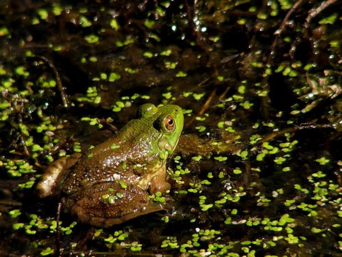 Turning Your Garden into an Amphibian Paradise: A Comprehensive Guide to Attracting Native Frogs, Toads, and Salamanders