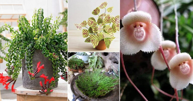 Cultivating Extraordinary: A Comprehensive Guide to Growing Unique Ornamental Plants