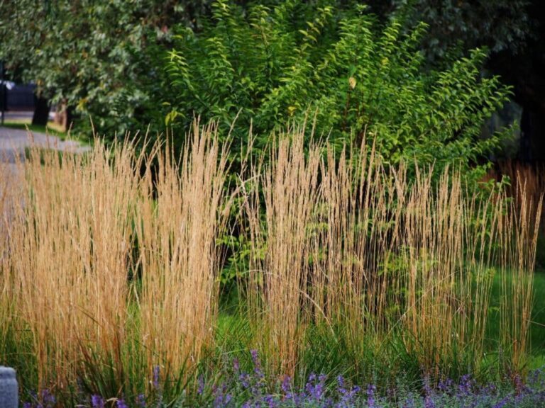 Cultivating a Symphony of Green: A Comprehensive Guide to Growing Native Perennial Grasses