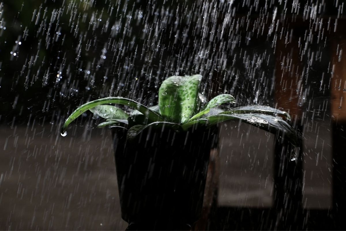 Thriving in the Torrent: Your Guide to Choosing Plants for Heavy Rainfall