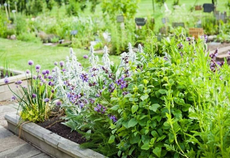 Designing a Thriving Perennial Herb Garden: Principles for Beauty, Bounty, and Botanical Bliss