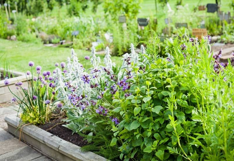 Designing a Thriving Perennial Herb Garden: Principles for Beauty, Bounty, and Botanical Bliss