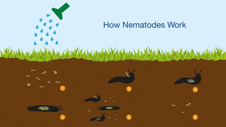 Unlocking the Power of Tiny Titans: A Comprehensive Guide to Attracting Native Beneficial Nematodes