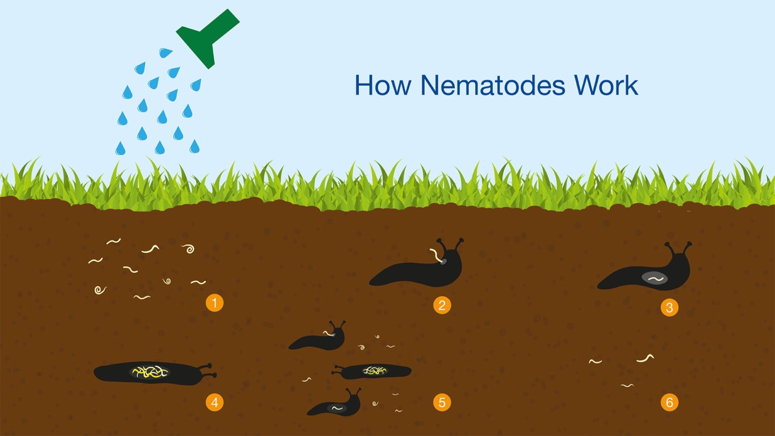 Unlocking the Power of Tiny Titans: A Comprehensive Guide to Attracting Native Beneficial Nematodes