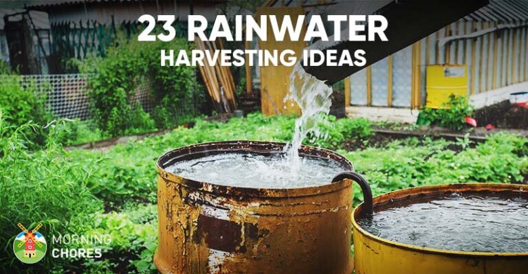 Unlock Lush Gardens: The Ultimate Guide to Rainwater Harvesting