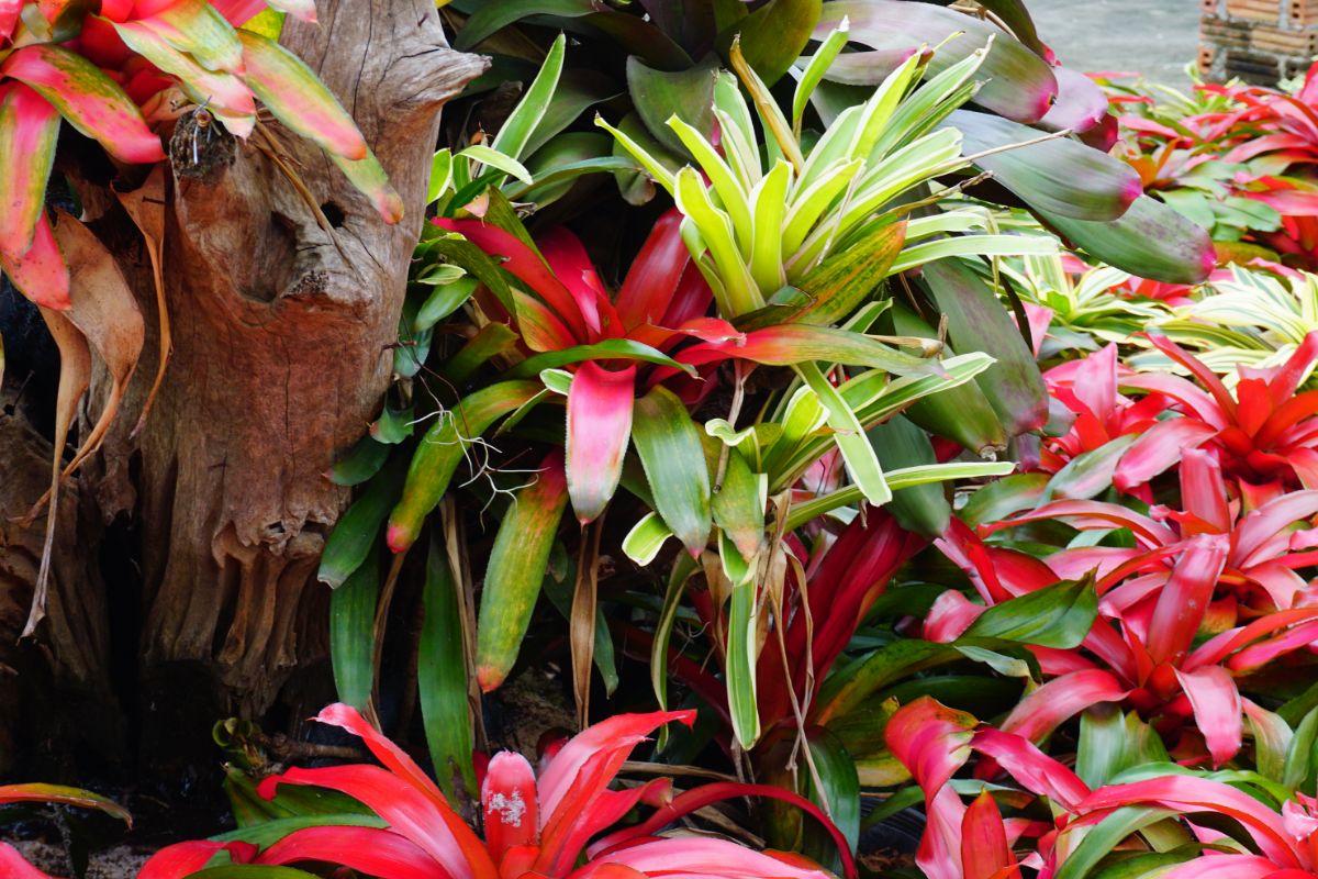 Cultivating Uncommon Beauty: Your Guide to Growing Unique Ornamental Plants