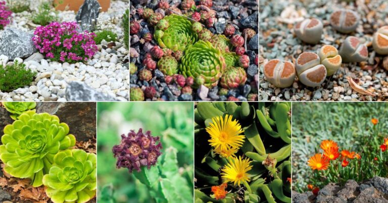 Rock Garden Revelations: Unveiling the Best Plants to Thrive in Rocky Areas