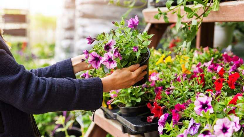 Conquering the Elements: A Gardener’s Guide to Choosing Plants for Exposed Locations
