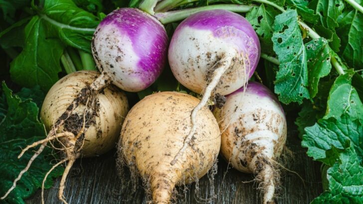 Unearthing the Extraordinary: A Guide to Growing Unusual Root Vegetables
