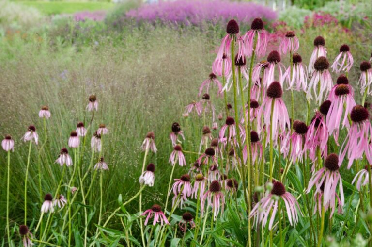 Embracing Nature’s Palette: A Comprehensive Guide to Implementing Naturalistic Planting Schemes