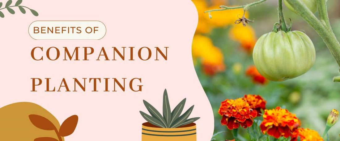 Unlocking the Garden’s Secrets: Discover the Amazing Benefits of Companion Planting Herbs
