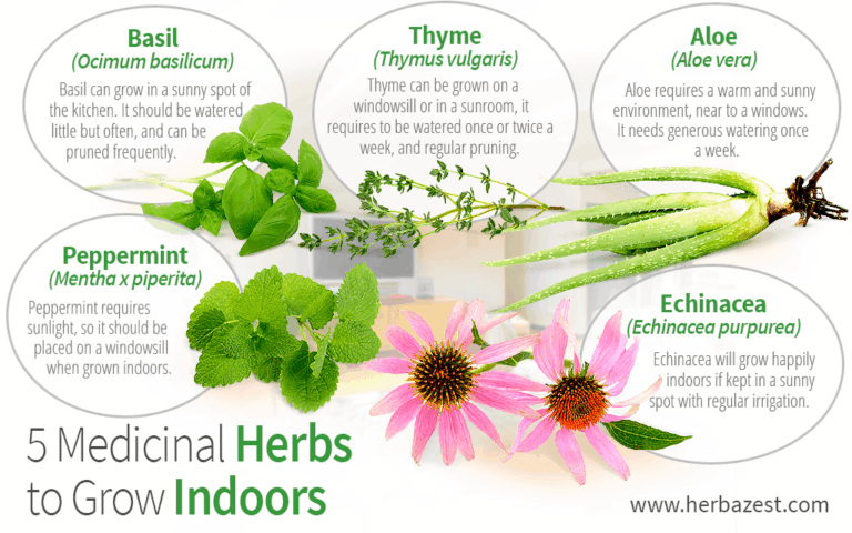Cultivating Your Own Apothecary: A Comprehensive Guide to Growing Medicinal Herbs at Home