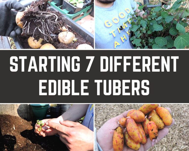 Unearthing Delights: A Guide to Growing Unusual Edible Tubers Indoors