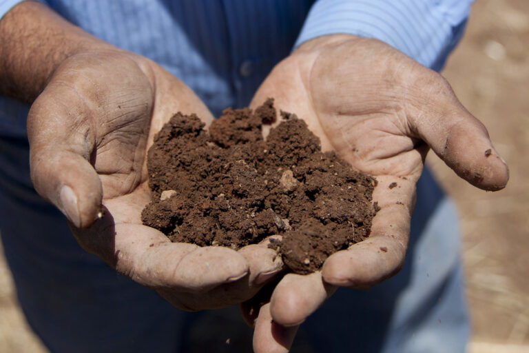 Unlocking Garden Potential: The Definitive Guide to the Best Soil Amendments for Clay Soil