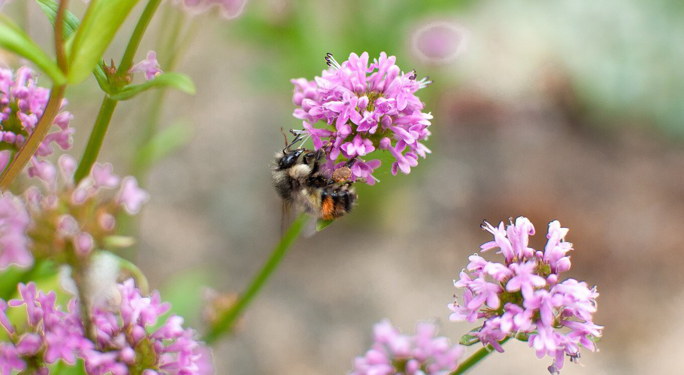 Cultivating Abundance: A Guide to Attracting Native Pollinators for a Thriving Fruit Garden