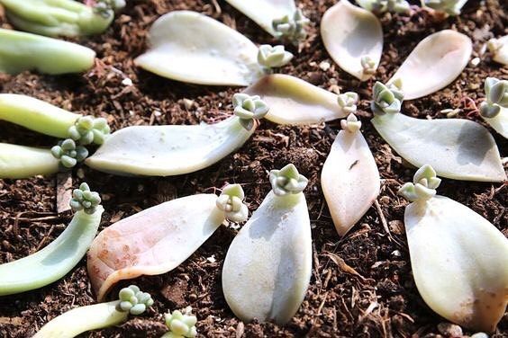 Unlock the Secrets: A Comprehensive Guide to Successful Succulent Propagation