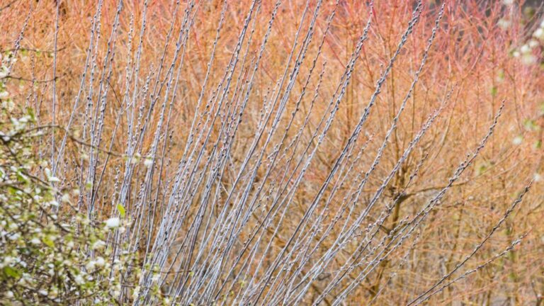 Transform Your Winter Landscape: Stunning Plants for Year-Round Beauty