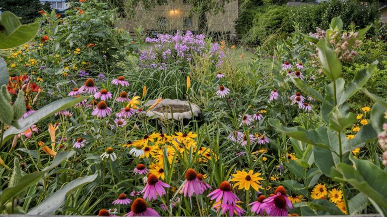Cultivating Curiosity: A Comprehensive Guide to Creating a Thriving Native Plant School Garden