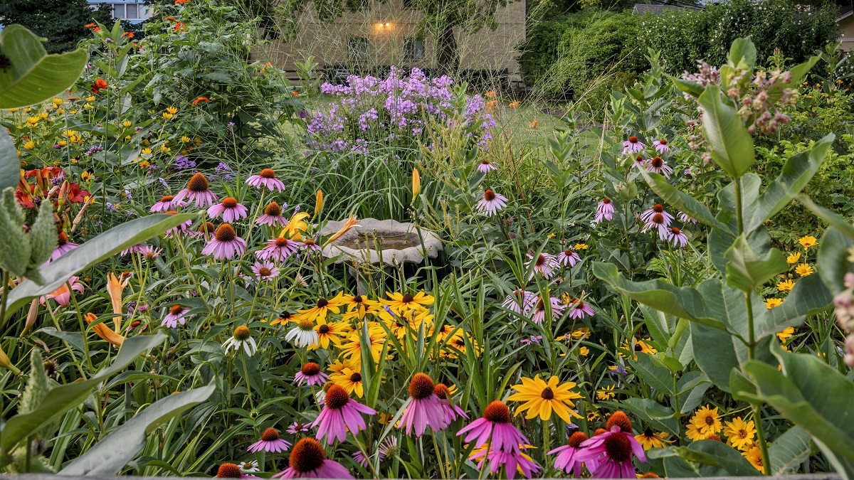 Cultivating Curiosity: A Comprehensive Guide to Creating a Thriving Native Plant School Garden