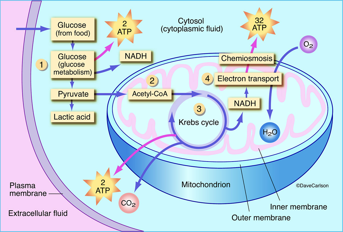 Unveiling the Secrets of Plant Respiration: How Plants Breathe and Thrive
