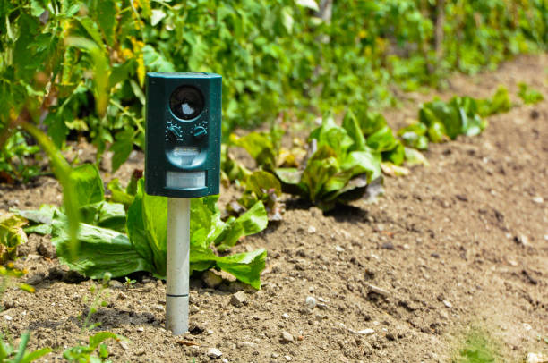Cultivating Green Thumbs with Tech: A Comprehensive Guide to Implementing Smart Garden Sensors