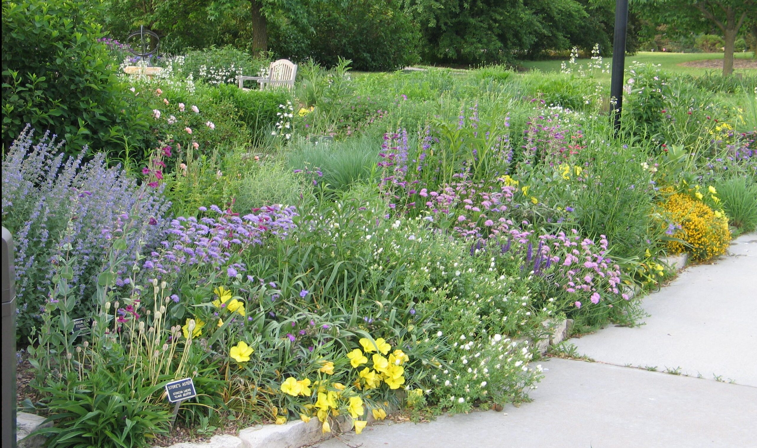 Unleash Nature’s Beauty: Designing Your Own Thriving Native Plant Forest Garden
