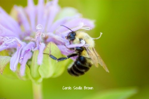 Buzzworthy Blooms: A Comprehensive Guide to Attracting Native Bees for Superior Pollination