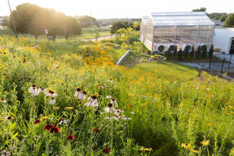 Unleashing Nature’s Beauty: A Comprehensive Guide to Native Grass Planting for Thriving Meadows