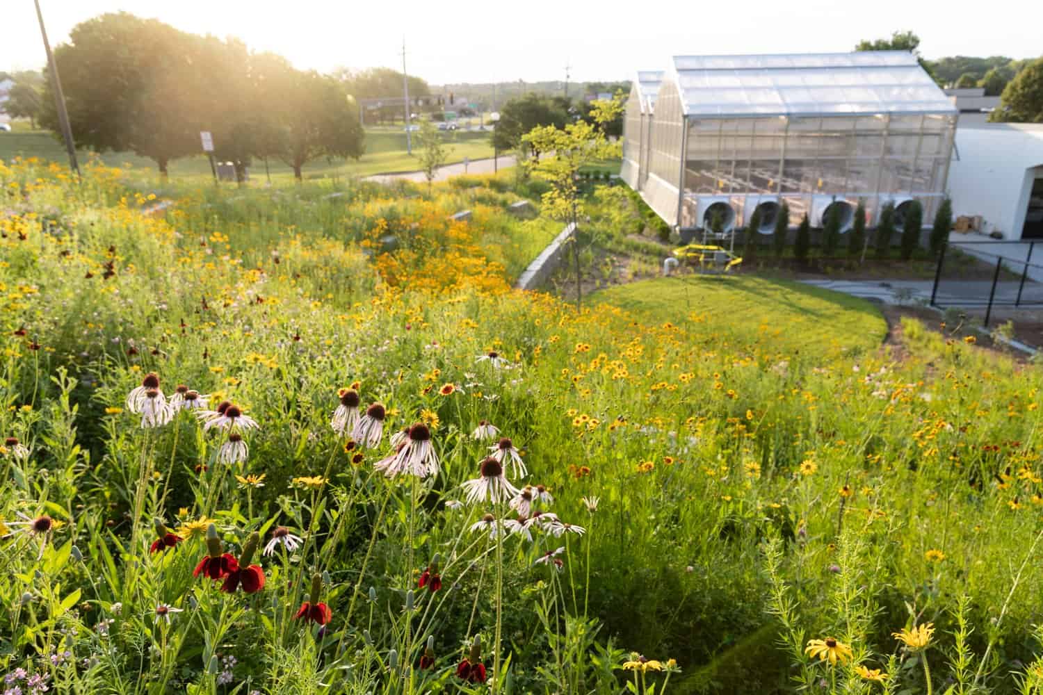 Unleashing Nature’s Beauty: A Comprehensive Guide to Native Grass Planting for Thriving Meadows