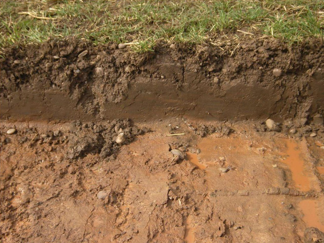 Unlocking Garden Dreams: A Comprehensive Guide to Choosing Plants for Heavy Clay Soil