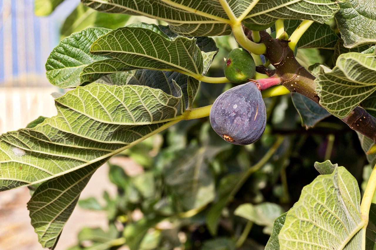 Unearthing Eden: A Comprehensive Guide to Cultivating Rare Fruit Tree Varieties