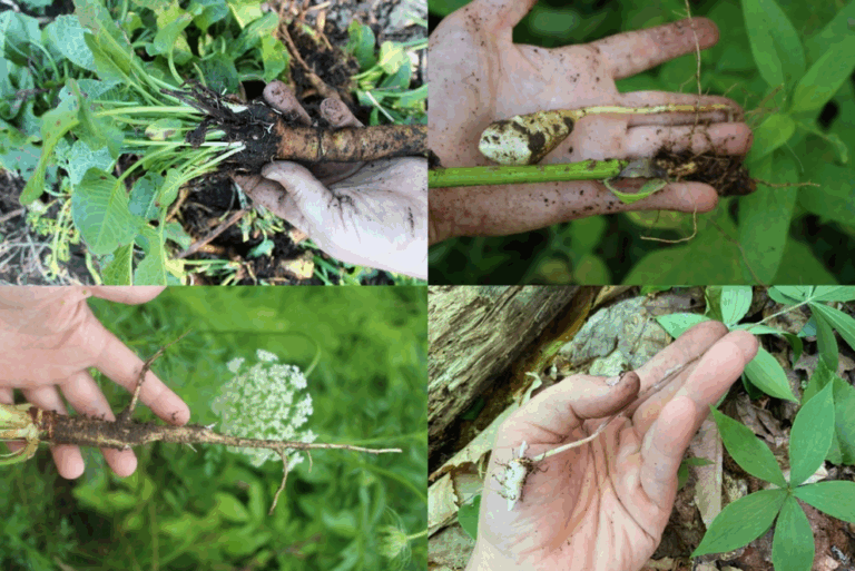 Unearthing Deliciousness: A Guide to Growing Unusual Edible Roots