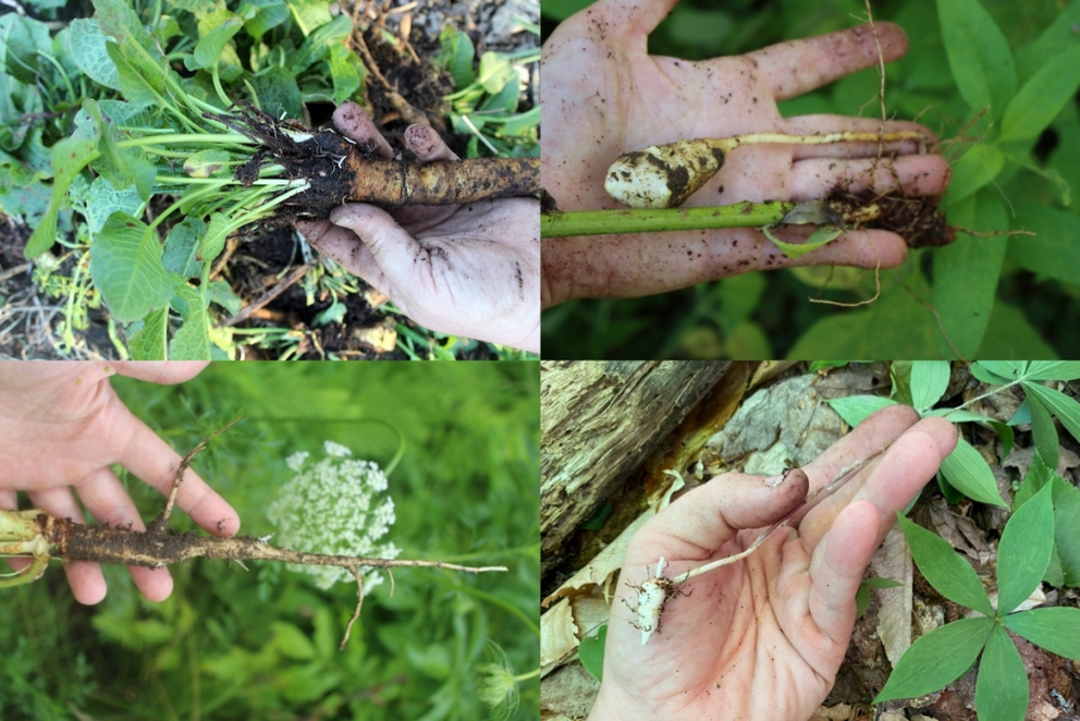 Unearthing Deliciousness: A Guide to Growing Unusual Edible Roots