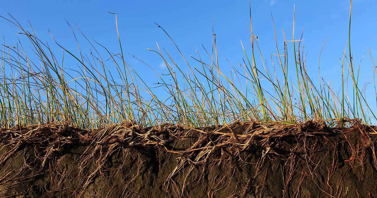 Planting for Erosion Control Projects: A Comprehensive Guide to Protecting Your Land