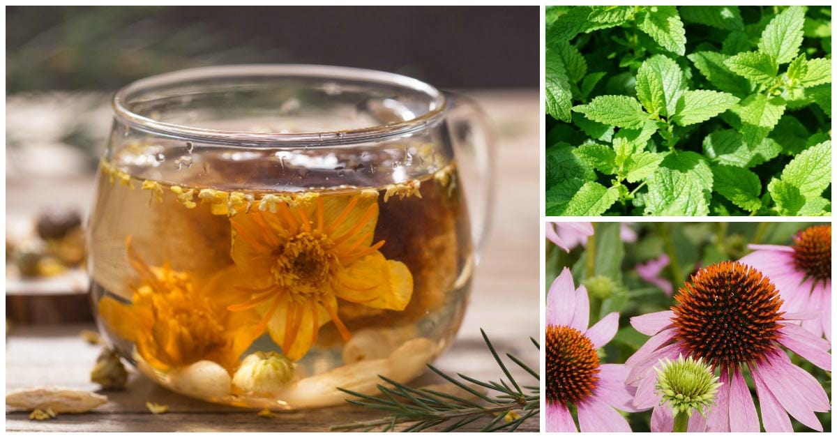 Unveiling the World of Uncommon Herbs for Tea: A Gardener’s Delight