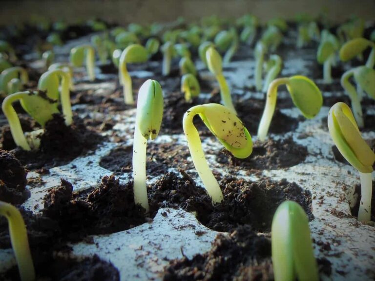 Unlocking the Secrets: Proven Techniques for Successful Seed Germination