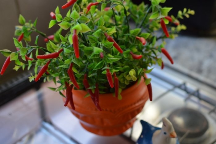 Spice Up Your Life: A Comprehensive Guide to Growing Specialty Peppers Indoors