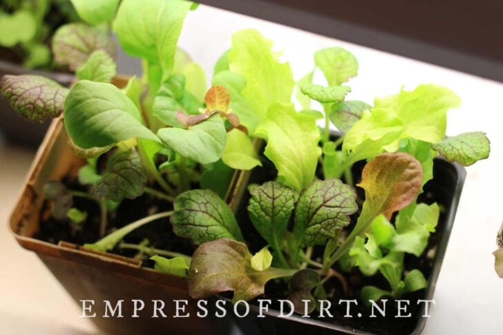 Cultivating Culinary Delights: A Comprehensive Guide to Growing Specialty Leafy Greens