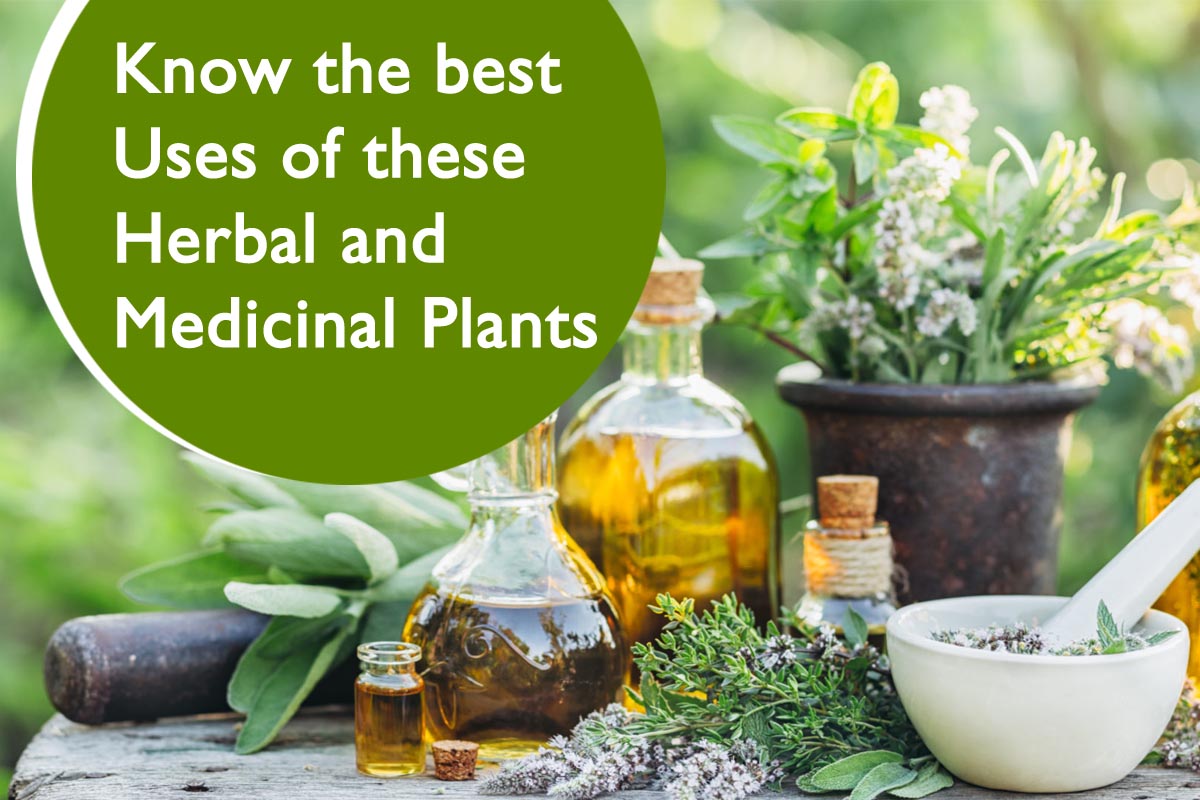 Unveiling the Secrets: A Comprehensive Guide to Growing Unusual Medicinal Plants