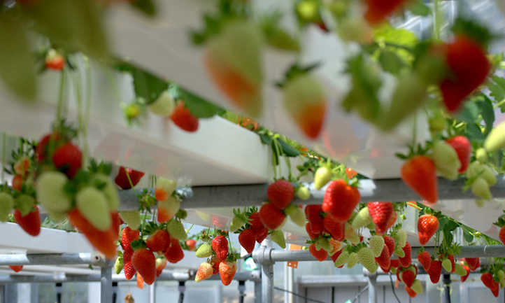 Unlocking Hydroponic Berry Bounty: A Comprehensive Guide to Growing Specialty Berries Soillessly