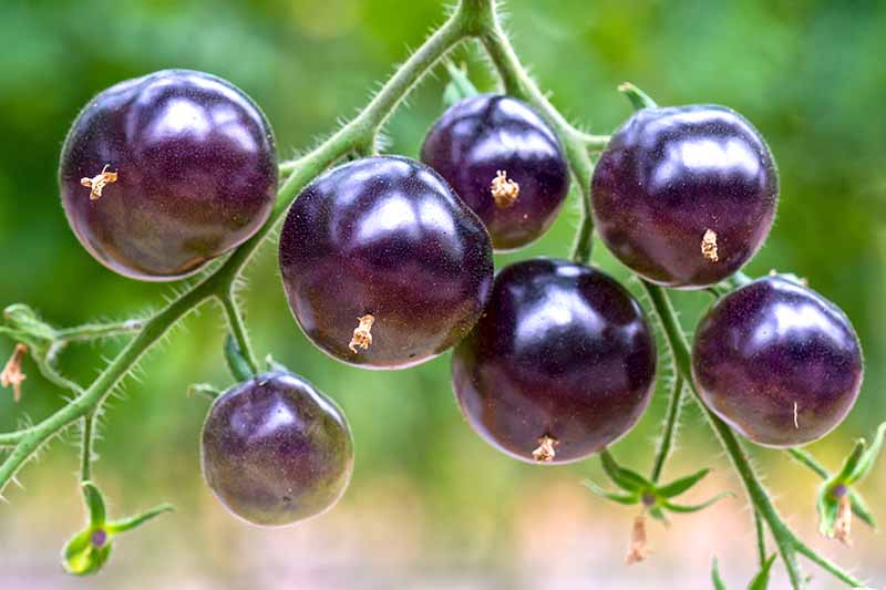 Cultivating the Exotic: Your Guide to Growing Unusual Fruit Varieties