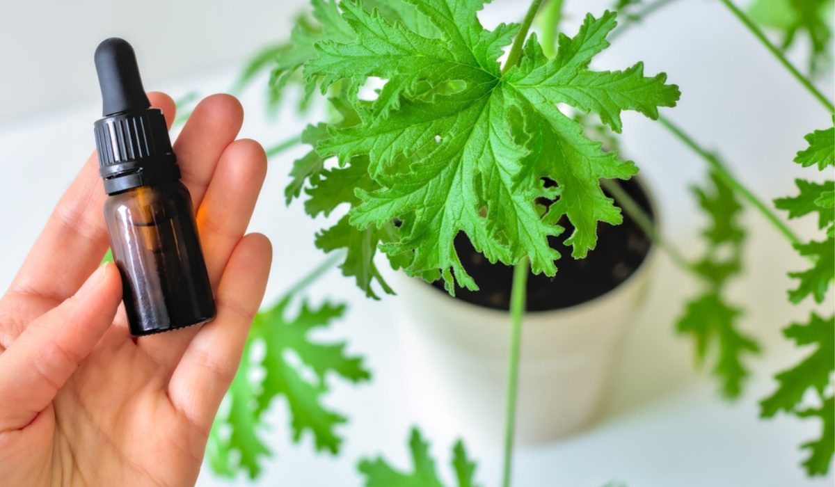 Naturally Shielded: The Ultimate Guide to Implementing Plant-Based Repellents for a Pest-Free Life