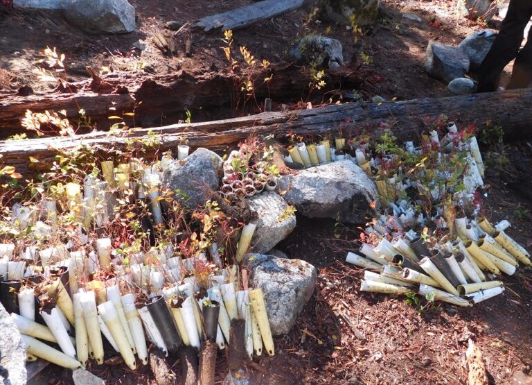 Reviving Our Roots: A Deep Dive into Native Plant Restoration Efforts