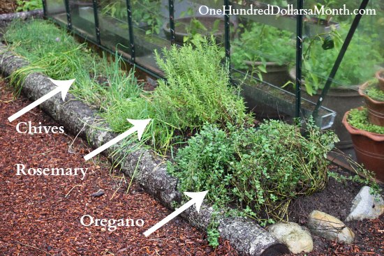 Designing a Thriving Perennial Herb Garden: Principles for Beauty, Bounty, and Beyond