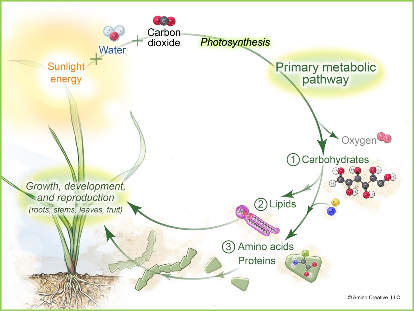 Unveiling the Breath of Life: A Deep Dive into Plant Respiration Rates
