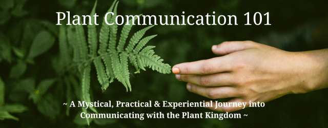 Unveiling the Secret Life of Plants: How They Talk, Share, and Thrive Through Hidden Networks