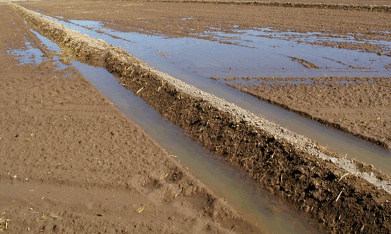 Conquering the Sog: Your Ultimate Guide to Choosing Plants for Poor Drainage