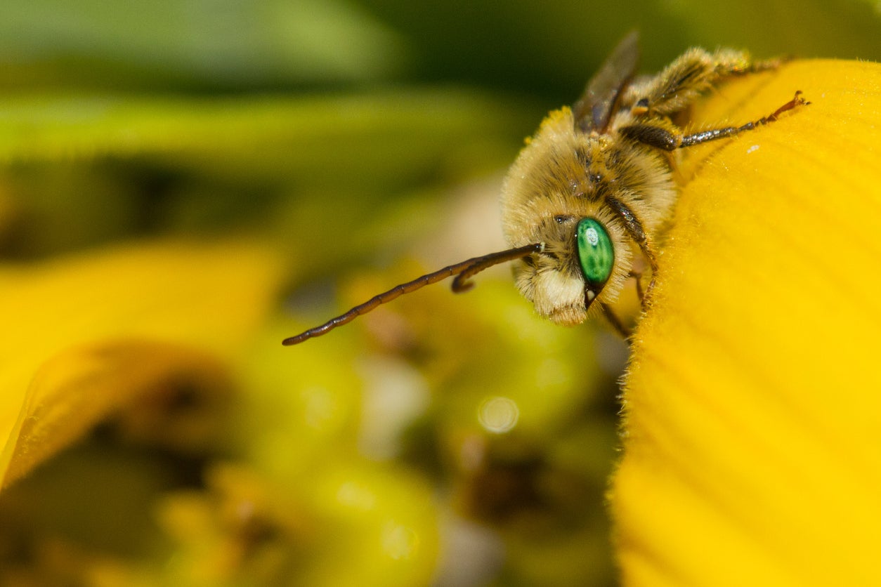 Cultivating a Pollinator Paradise: How to Attract Native Pollinators for Seed Production