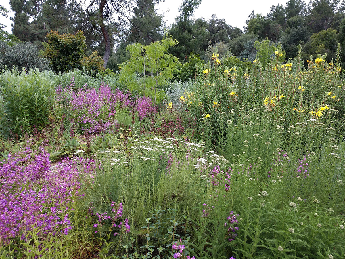 Buzzworthy Blooms: Your Ultimate Pollinator Garden Plant List for the US